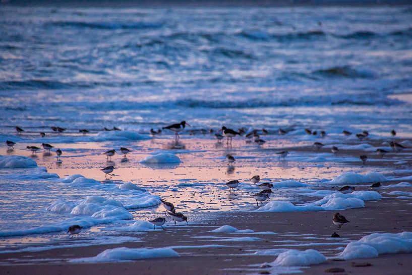 Pink between a blue sea by Margreet Frowijn