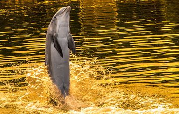 Delphin von Sjoerd Van der Pluijm