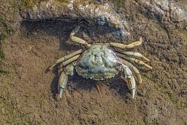 common shore crab by Peter Eckert