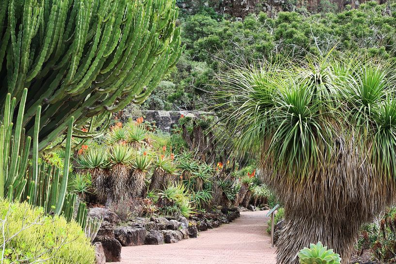 Die Gärten von Viera y Clavijo auf Las Palmas von Ton Tolboom