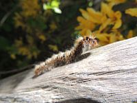 caterpillar on a tree