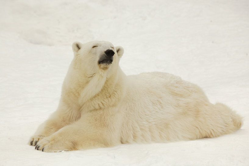Ein schöner und zufriedener großer arktischer Eisbär ruht (liegt) im Winter im Schnee. von Michael Semenov