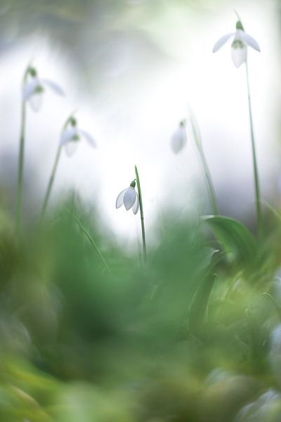 Lonely snowdrop by Sem Viersen