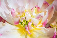 Delicate