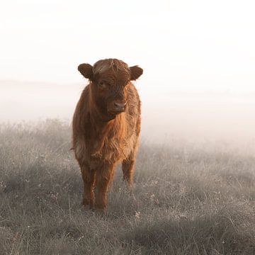 Veau des Highlanders écossais dans le brouillard