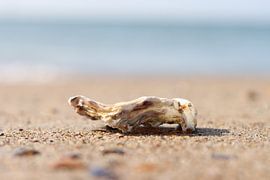 STRAND by Esmee Brok
