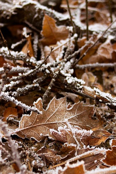 Gros plan de la scène d'hiver par Milou VDB