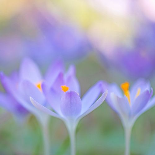 Lente van Hanneke Luit