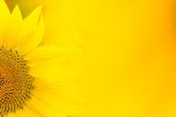 Sonnenblume von Luuk Belgers Miniaturansicht
