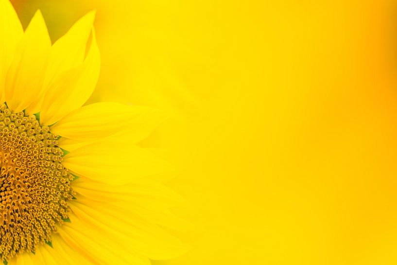 Sonnenblume von Luuk Belgers