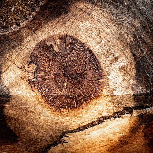 Tree trunk