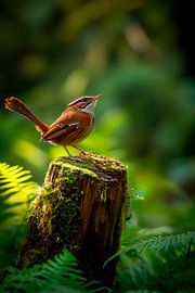 Brauner Waldvogel auf Baumstumpf von Poster Art Shop