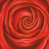 Rote Rose Pastellgemälde von Karen Kaspar