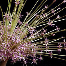 Riesen-Allium von Seren Fotografie