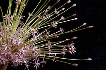 Giant bloeinde Allium op een zwarte achtergrond van Seren Fotografie