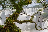 Tropischer Baum an den Iguazu-Wasserfällen von Peter Leenen Miniaturansicht