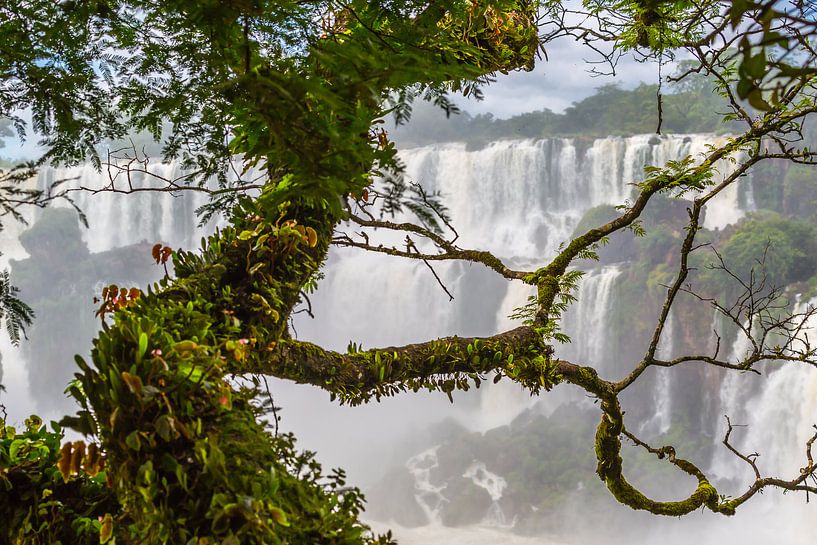 Tropischer Baum an den Iguazu-Wasserfällen von Peter Leenen
