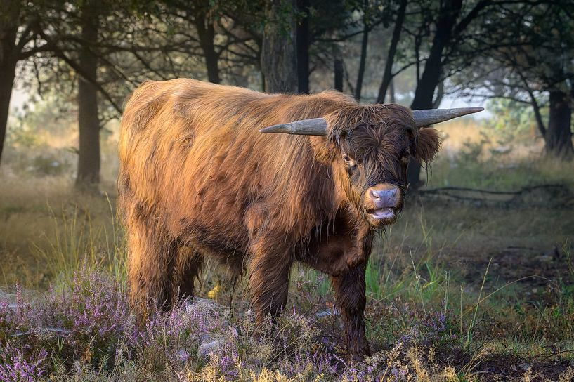 Heather cow by John Goossens Photography