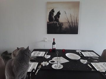 Klantfoto: De Charme van Katten: Een Wereld met Kat-tastische Beeld van Karina Brouwer