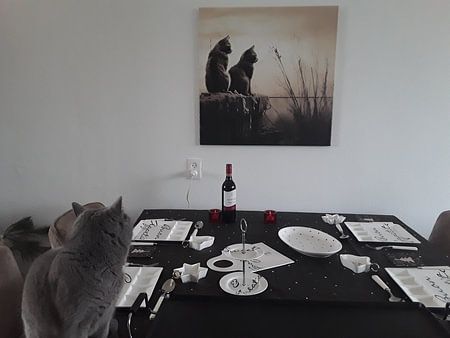 The Charm of Cats: A World with Cat-tastic Image