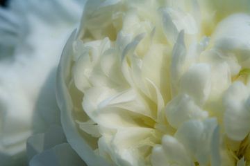 Drawn By Nature, Paeonia - Pfingstrose weiss #004