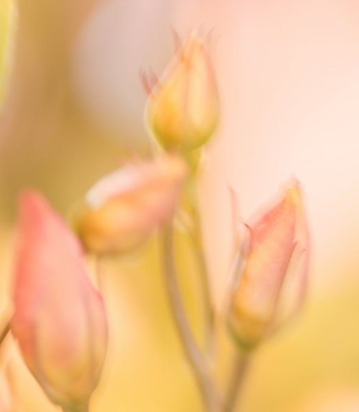 Blumen von Aimé de Clercq
