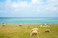 schapen met zicht op zee von Marcel Derweduwen Miniaturansicht