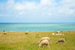 sheep with sea view von Marcel Derweduwen
