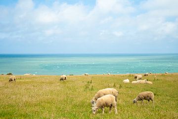 schapen met zicht op zee van Marcel Derweduwen