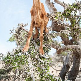 Trotse klimgeit in een boom in Marokko van Nic Limper