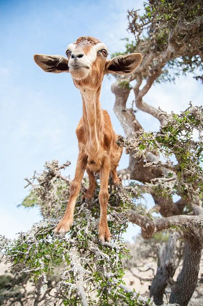 Proud climbing goat in a tree in Morocco by Nic Limper