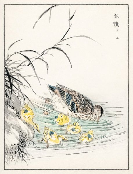Illustration d'un canard avec des poussins par Numata Kashu (1838-1901). par Studio POPPY