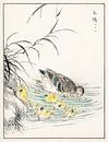 Illustration d'un canard avec des poussins par Numata Kashu (1838-1901). par Studio POPPY Aperçu