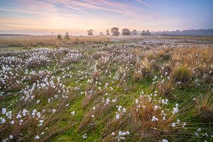 Tourbière dans la Drooge Meerven, Heeze