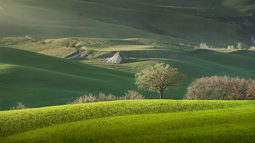 Lente in Toscane, glooiende heuvels en bomen. Pienza, Italië