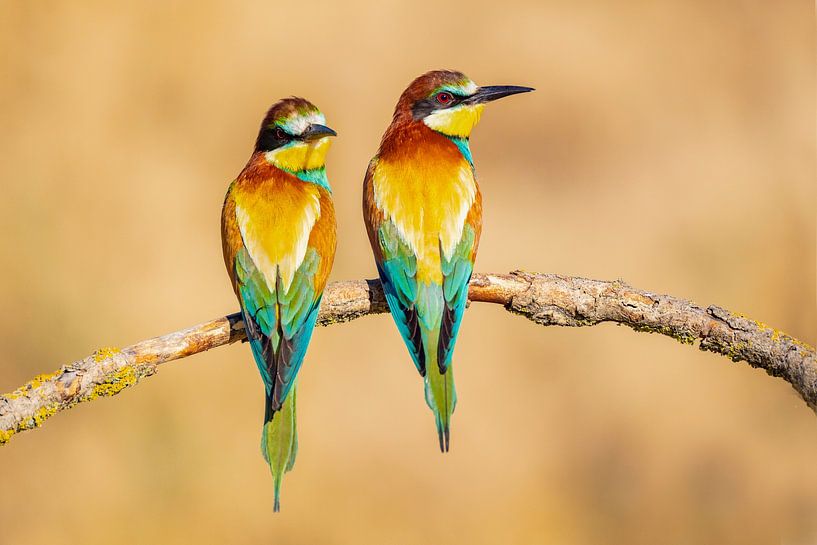 Bee-eater, Merops apiaster by Gert Hilbink