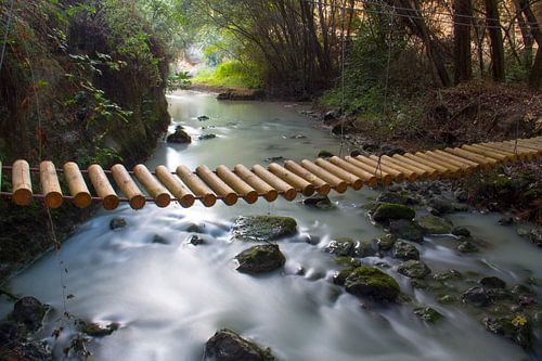 Le pont du tronc