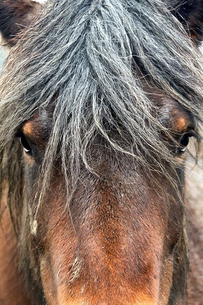 Pferdekopf von Christophe Fruyt