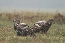 Seeadler ( Haliaeetus albicilla ), zwei Jungvögel sitzen zusammen auf einer Wiese sur wunderbare Erde