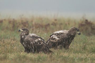 White-tailed Eagles ( Haliaeetus albicilla ), two young, sitting in natural grassland