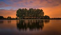 Bomen bij oranje lucht