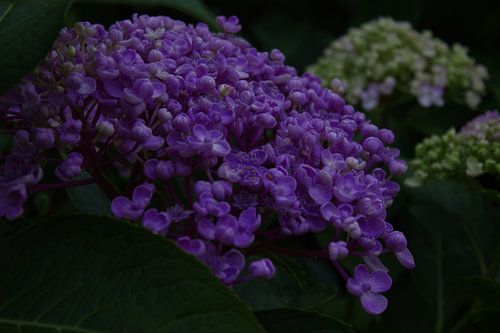Floxhortensia