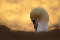 Affection