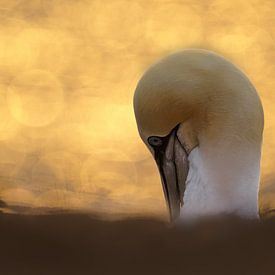 Genegenheid van Richard Kalkman fotografie
