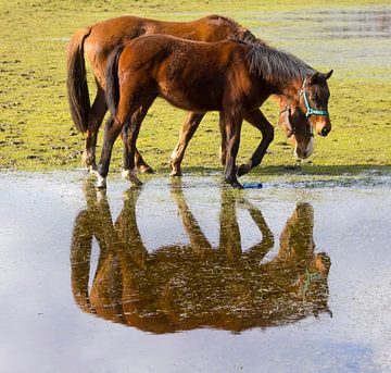 Spiegeling in nat weiland van ton vogels