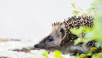 Close-up of hedgehog by Danny Slijfer Natuurfotografie thumbnail
