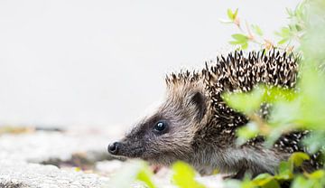 Close-up of hedgehog by Danny Slijfer Natuurfotografie