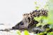 Nahaufnahme eines Igels von Danny Slijfer Natuurfotografie