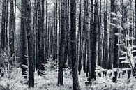 Black and white forest von Cilia Brandts Miniaturansicht