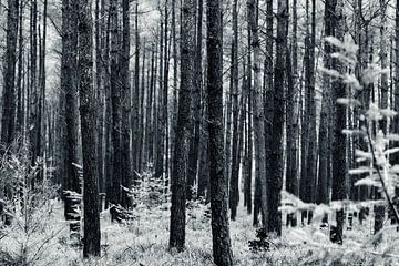 Black and white forest